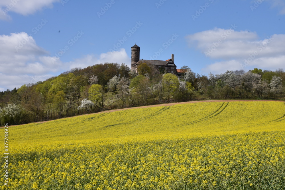 rapeseed field in spring with Castle