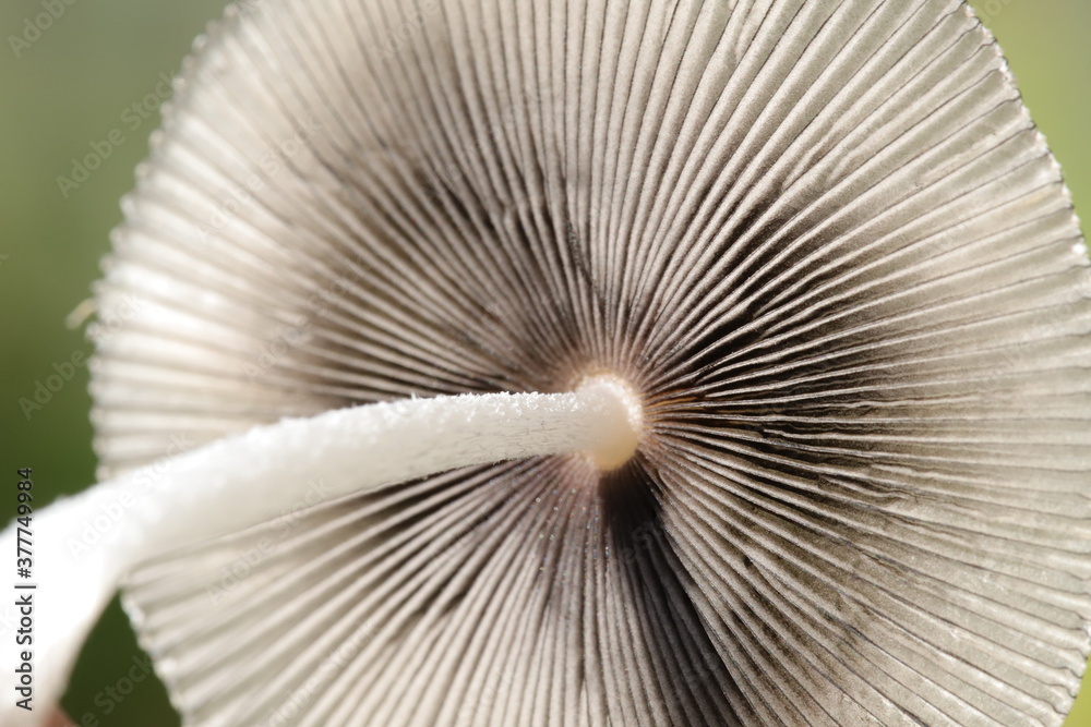 Macro of a mushroom Macro of a mushroom