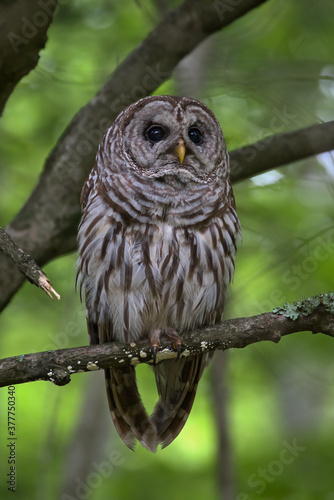 Barred Owl Perched On Branch At Great Swamp National Wildlife Refuge