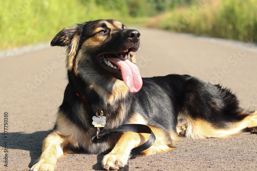 german shepherd dog