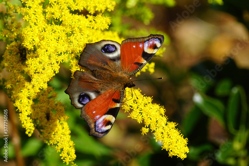 Peacock butterfly  Aglais io  Inachis io   family Nymphalidae  on flowers of Canadian goldenrod  Solidago Canadensis   family Asteraceae or Compositae. Netherlands  September