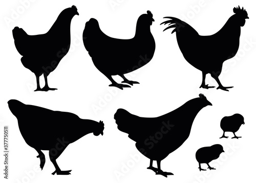 Chicken and rooster in the set. Poultry.
