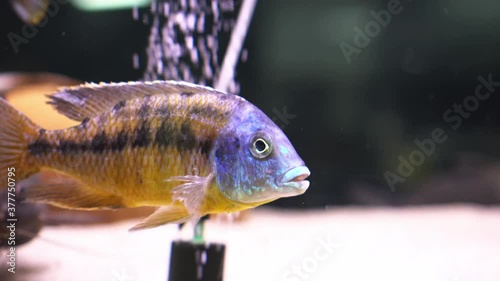 Malawi cichlids. Fish of the genus Cynotilapia in the aquarium photo