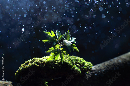 Splashes fall on a beautiful white delicate flower that grew among green moss