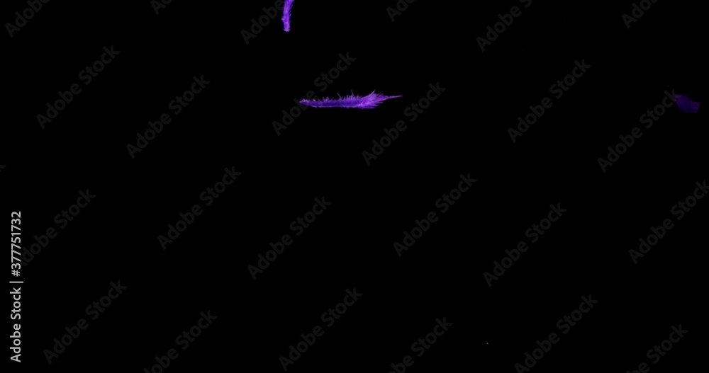 Isolated colour feather floating down in the air on the black background Isolated colour feather floating down in the air on the black background