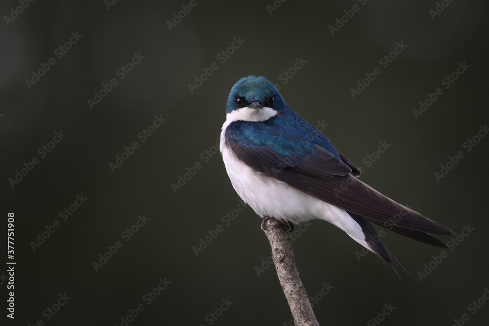 Male Tree Swallow Perched On End of Branch Male Tree Swallow Perched On End of Branch
