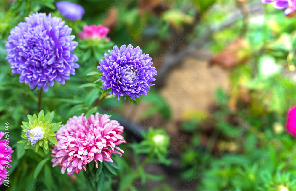 Obraz premium Astra decorative plant with beautiful inflorescences-baskets. Green flower background