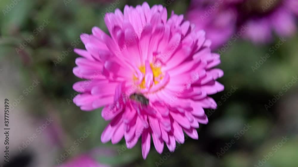 A purple flower sways in the wind and a bee collects pollen