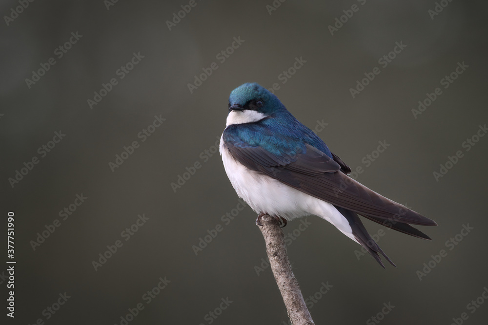 Male Tree Swallow Perched On End of Branch