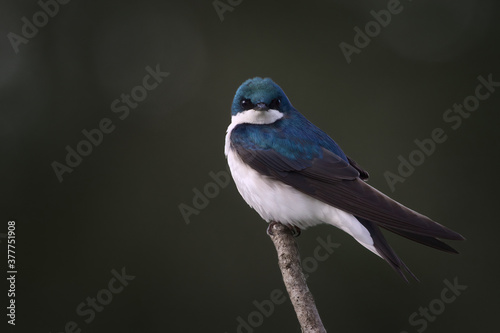 Male Tree Swallow Perched On End of Branch © Peter