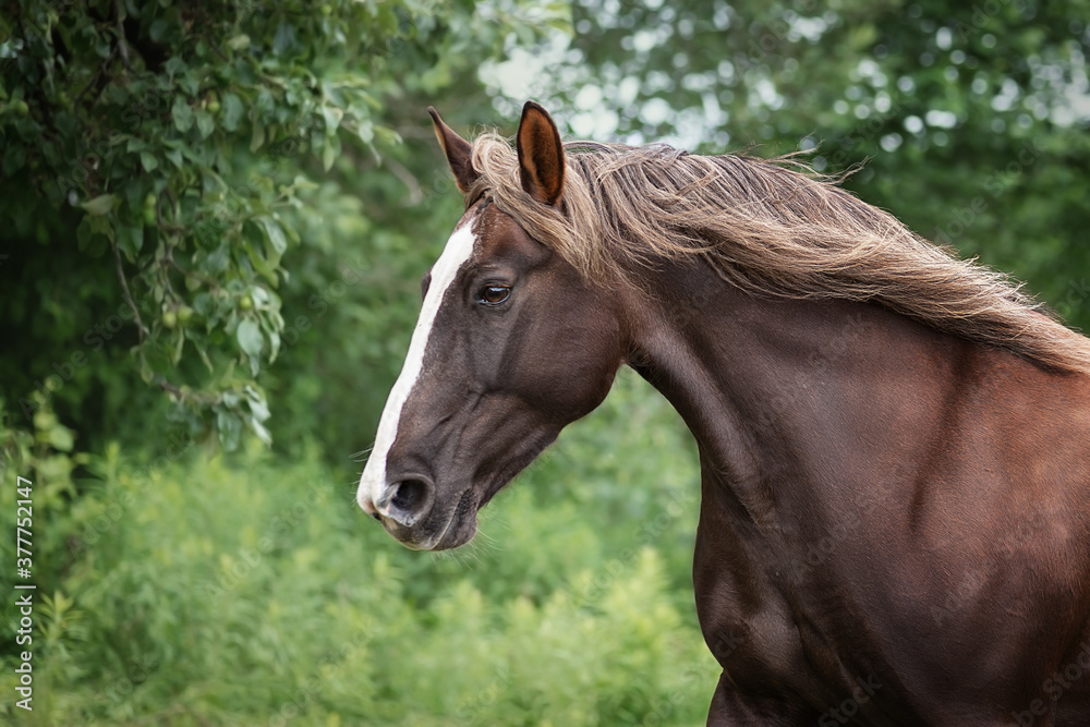 Obraz premium The horse is looking at me closely