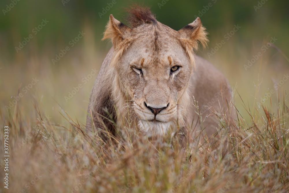 Portrait of a young male lion in the green season in the Kruger National Park in South Africa Portrait of a young male lion in the green season in the Kruger National Park in South Africa