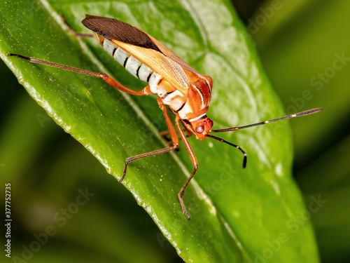 Leaf footed Bug of the species Hypselonotus interruptus photo