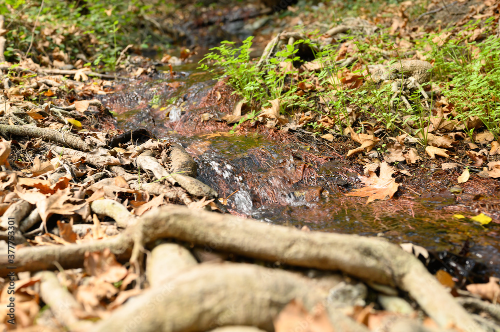 a stream running through the bare roots of trees in a rocky cliff and fallen autumn leaves a stream running through the bare roots of trees in a rocky cliff and fallen autumn leaves