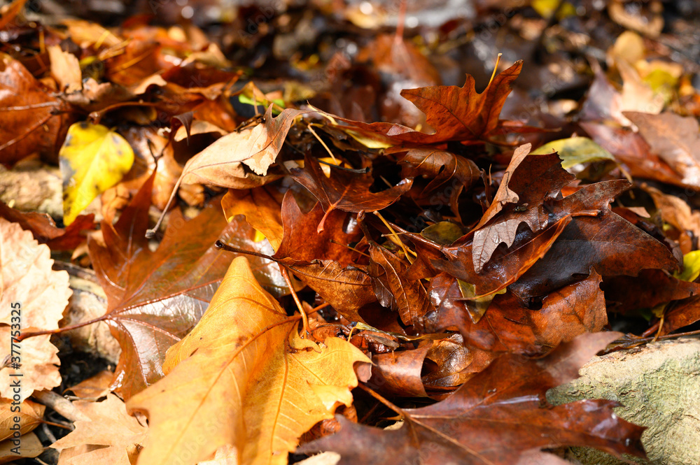 fallen autumn maple leaves are red and wet fallen autumn maple leaves are red and wet