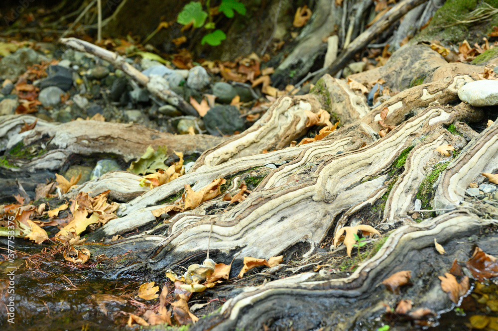 bare roots of trees growing in rocky cliffs between stones and water in autumn bare roots of trees growing in rocky cliffs between stones and water in autumn