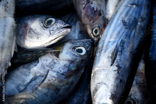 Freshly caught skipjack tuna on fish market