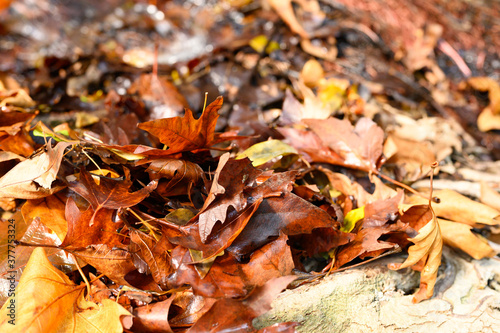 fallen autumn maple leaves are red and wet