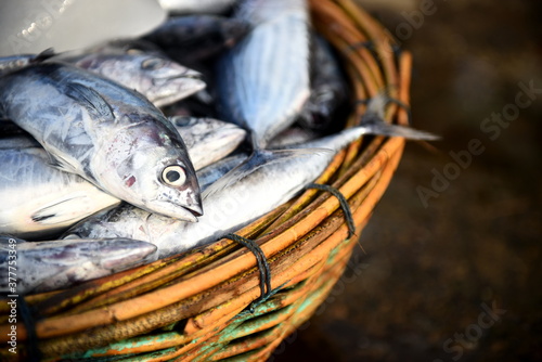 Freshly caught skipjack tuna on fish market photo