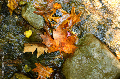 wet fallen autumn maple leaves in the water and rocks