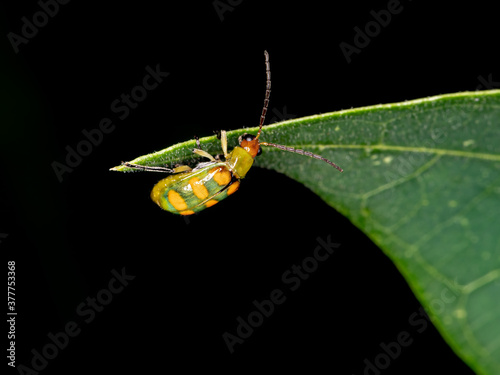 Brazilian leaf beetle of the species Diabrotica speciosa photo