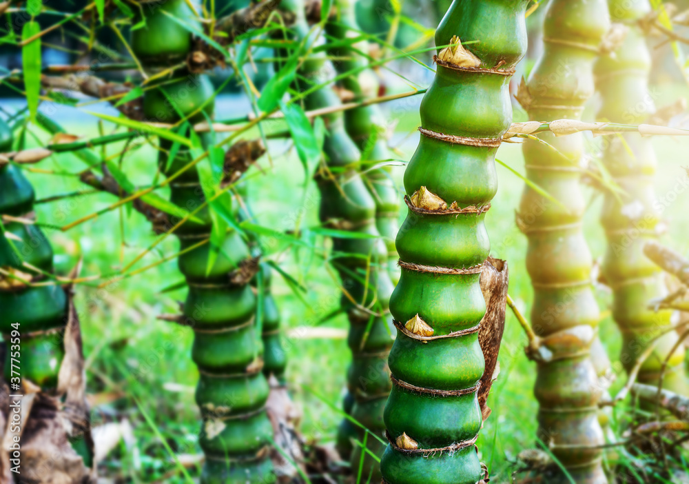 Bamboo in fores with sunlight blurred background Bamboo in fores with sunlight blurred background