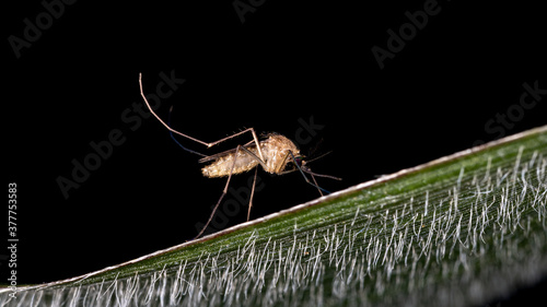 Culicine Mosquitoe of the Genus Culex photo