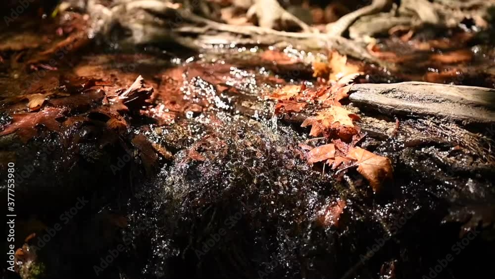 a stream running through the bare roots of trees in a rocky cliff and fallen autumn leaves a stream running through the bare roots of trees in a rocky cliff and fallen autumn leaves