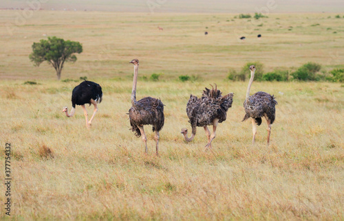 Slika na platnu Ostrich, Struthio camelus, one male and three female Common Ostriches, on Masai Mara grass plains in Kenya, East Africa