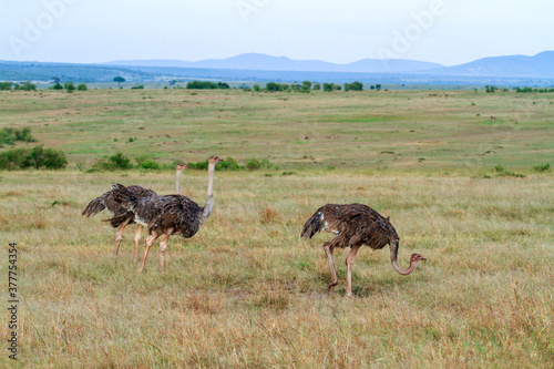 Fotografija Ostrich, Struthio camelus, three female Common Ostriches, grazing Masai Mara grass plains in Kenya, East Africa
