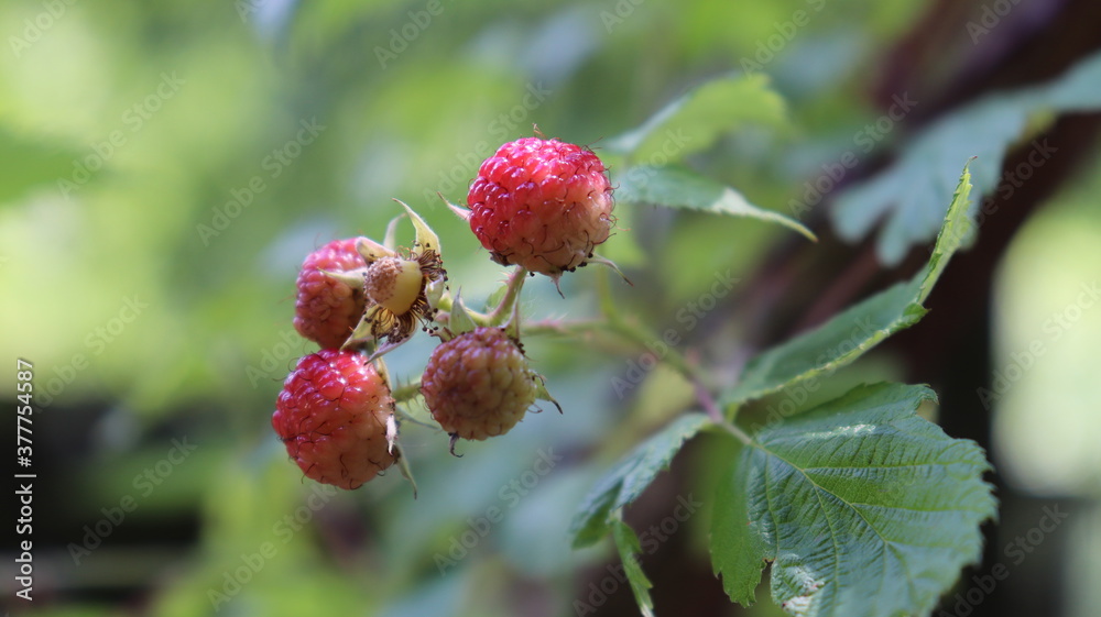 Red berries plant with green leaves. Red berries plant with green leaves.