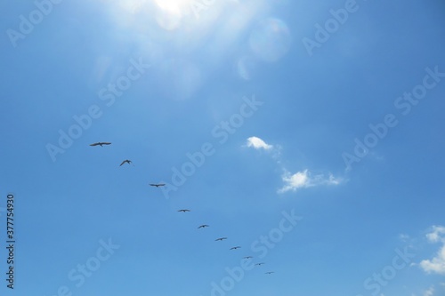 Pelican flock in blue sky on Florida beach