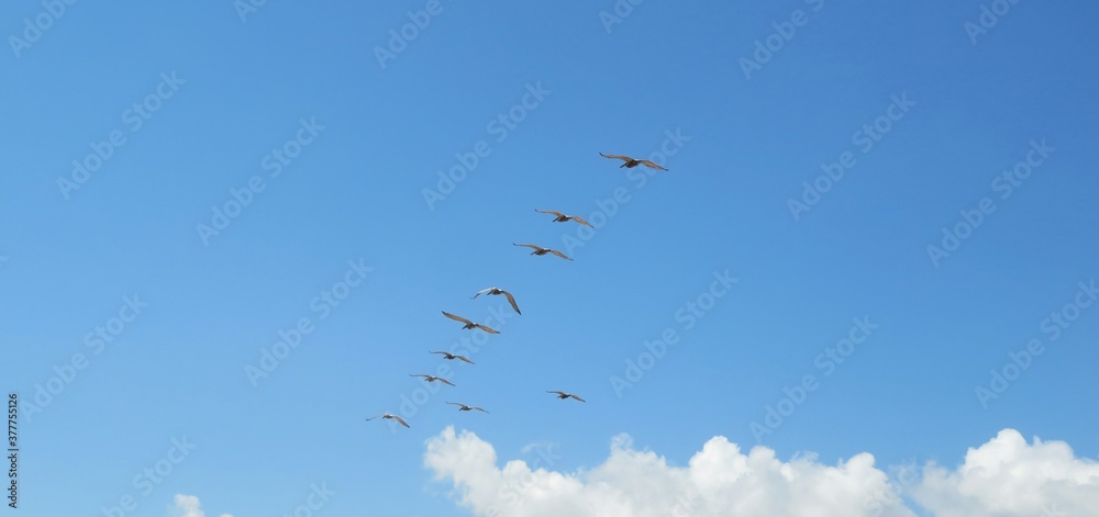 Pelicans flock flying in blue sky background on Florida beach