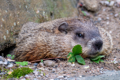 Принти на полотні Close portrait of a groundhog getting halfway out of his burrow