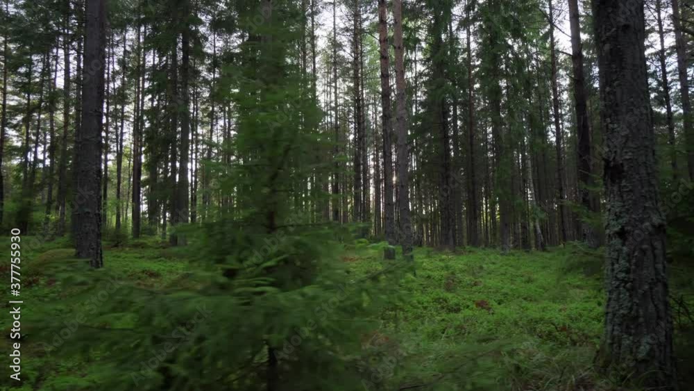 Green forest trees. Beautiful green pine tree in the shadow Green forest trees. Beautiful green pine tree in the shadow