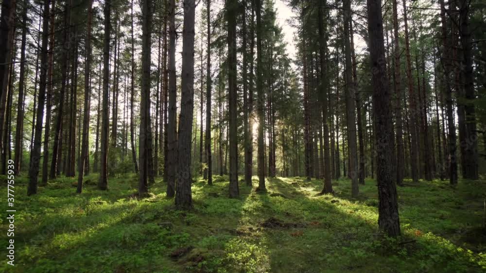 Forest trees and evening sun fading through woods. Gimbal shot warm sunbeam Forest trees and evening sun fading through woods. Gimbal shot warm sunbeam