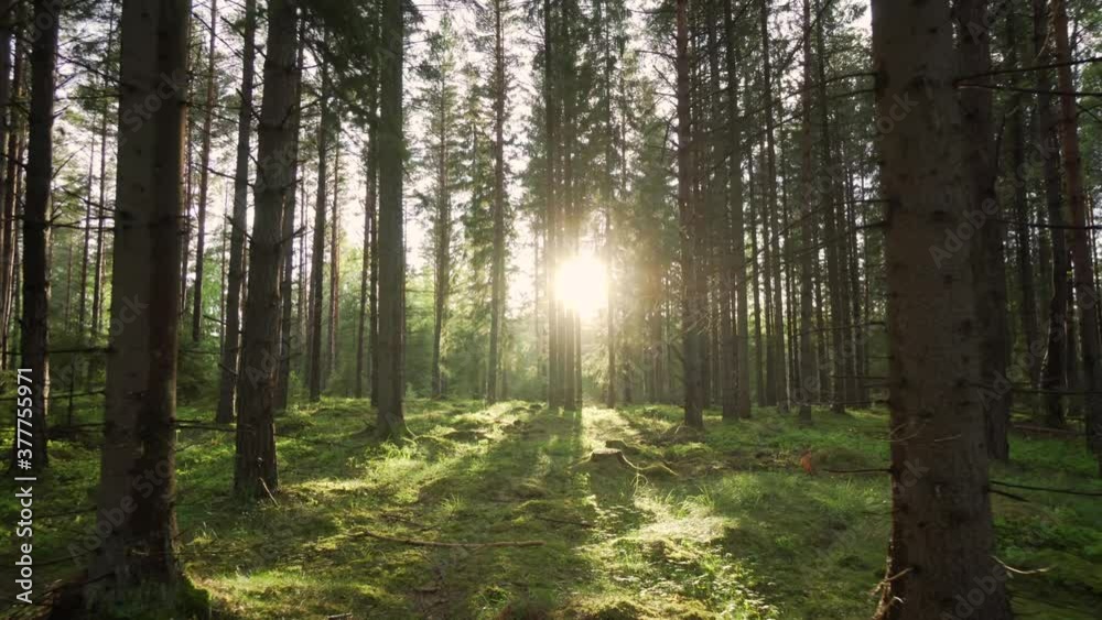 Swedish forest trees and evening sun fading through woods. Beautiful environment