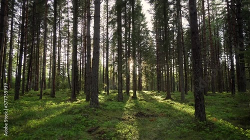 Wallpaper Mural Forest trees and evening sun fading through woods. Gimbal shot warm sunbeam Torontodigital.ca