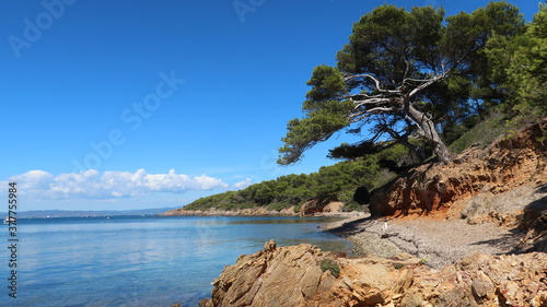 Calanque de la Treille sur l’île de Porquerolles, au large de la ville d’Hyères, plage et eau bleu turquoise de la mer Méditerranée, avec un pin (France)