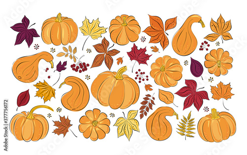 Vector autumn leaves and pumpkins set. Hand-drawn colored maple, birch, chestnut, rowan, ash. Sketch. Cartoon. Doodle style.