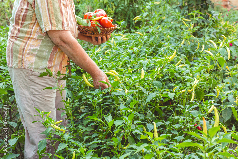 Fototapeta premium Elderly woman picks tomato from her garden. Organic gardening