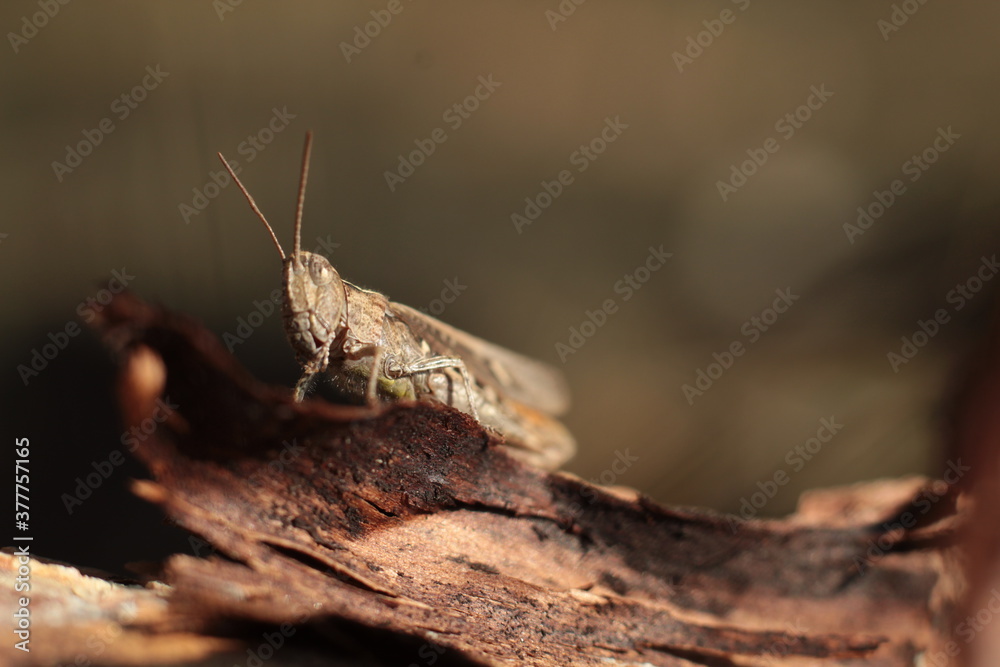 grasshopper on a tree grasshopper on a tree