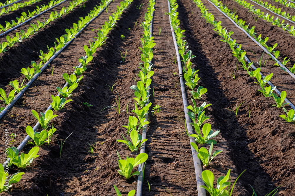 Irrigation system on lettuce green salad fields in hot climate, Lazio, Italy Irrigation system on lettuce green salad fields in hot climate, Lazio, Italy
