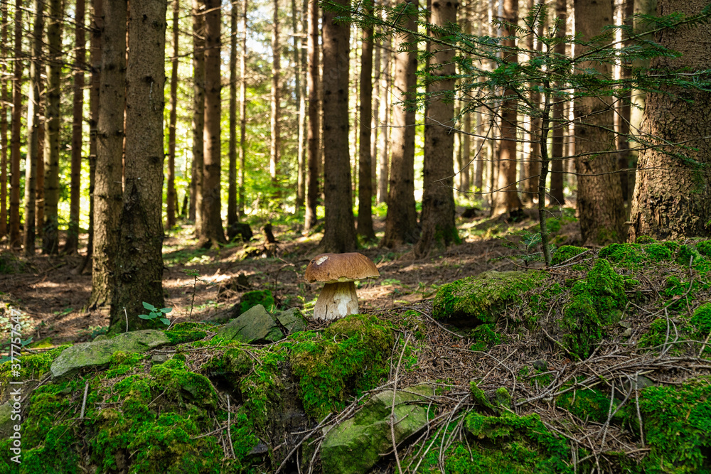 Steinpilze im Wald Steinpilze im Wald