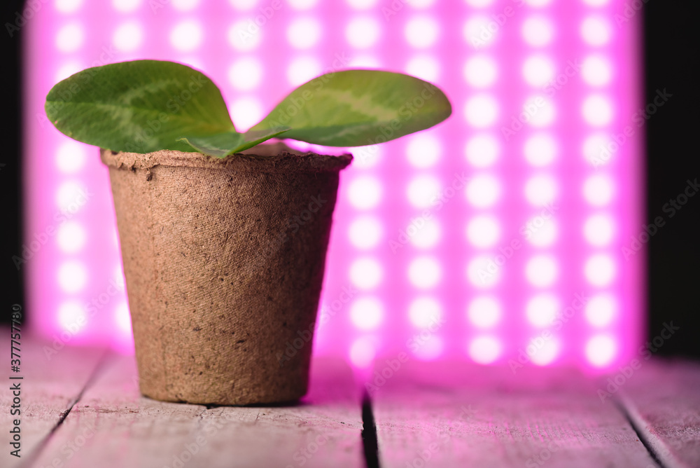 Φωτογραφία Clover plant leaf in the flower pot in the lights of phyto lamp concept