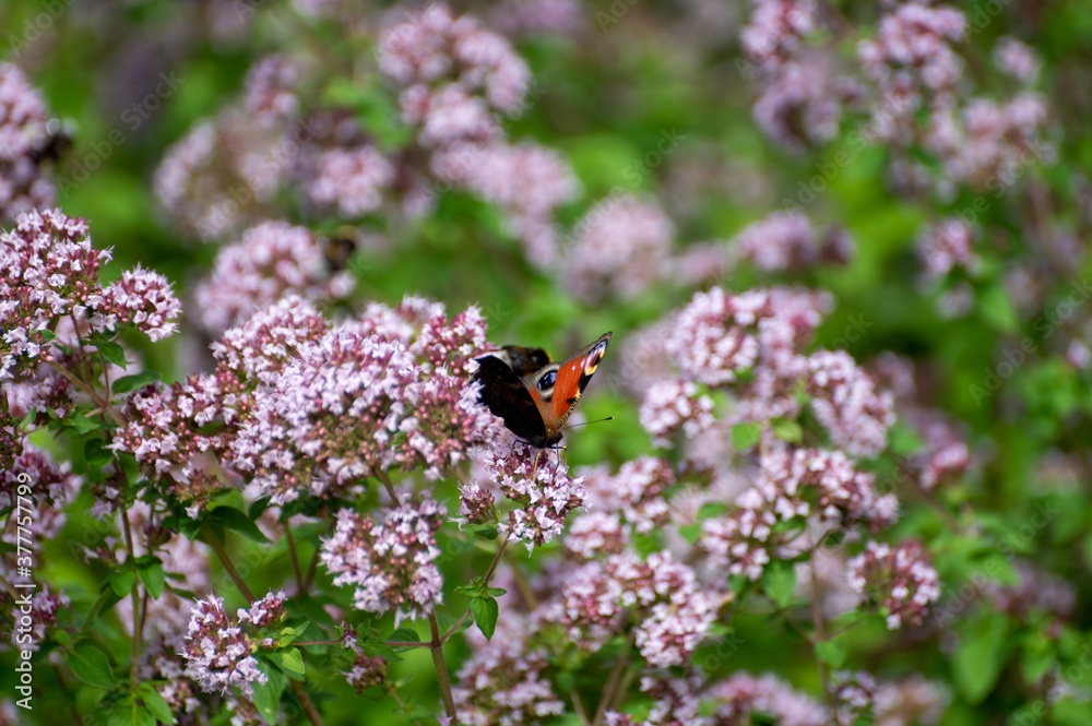 Botanical collection of medicinal and edible plants, blossom of oregano or origanum vulgare kitchen herb Botanical collection of medicinal and edible plants, blossom of oregano or origanum vulgare kitchen herb