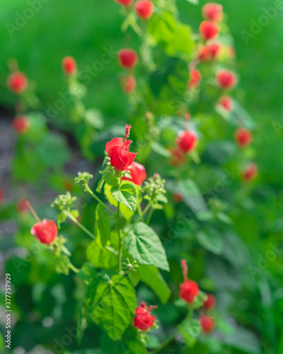 Shallow DOF Turk's cap or Malvaviscus arboreus red flowers at front yard near Dallas, Texas, USA