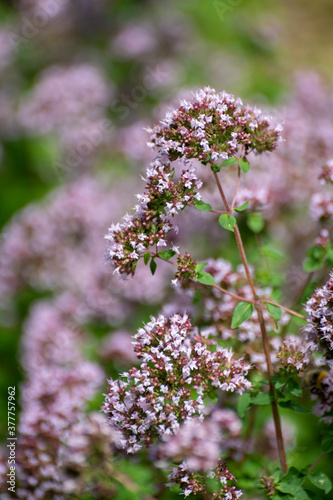 Botanical collection of medicinal and edible plants  blossom of oregano or origanum vulgare kitchen herb