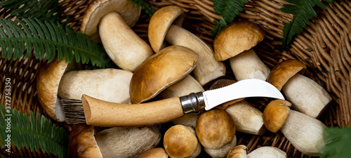Mushroom background banner - Top view of many porcini mushrooms / Boletus edulis (king bolete), mushroom knife and green fresh fern in basket