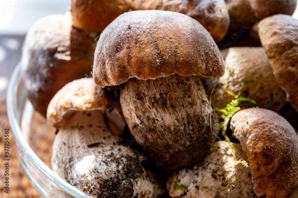King of edible mushrooms, boletus edulis porcini cepe ready to cook in pasta or ravioli King of edible mushrooms, boletus edulis porcini cepe ready to cook in pasta or ravioli